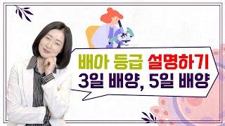 배아 등급 설명하기 3일 배양, 5일 배양