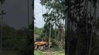 Advantages of the D6R XL Bulldozer in Wood Handling in Plantations