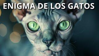 El enigmático mundo de los gatos | Sus habilidades especiales