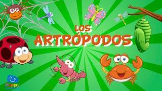 Los Artrópodos | Videos Educativos para Niños