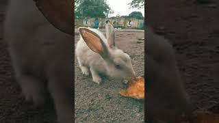 #Rabbits