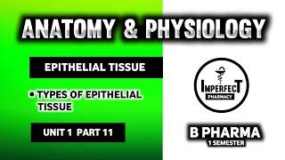 Epithelial Tissue | Tissue Level Of Organization | Human Anatomy And Physiology | HAP | B Pharma