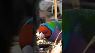 Stunning! Tiny, Rare Australian Bird! #gouldianfinch #birdsofaustralia #birds