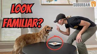 How To Stop Your Dog From Counter Surfing! Dog Training Tips!