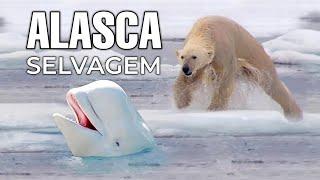 ALASCA SELVAGEM | DOCUMENTÁRIO INÉDITO | URSO POLAR - VIDA SELVAGEM DO ALASCA