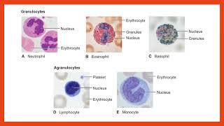 Hematology Lecture