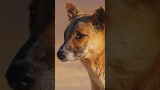 Dingo vs ‘Wild dog’ - what’s the difference? #onthefencefilm #savethedingo #dingo