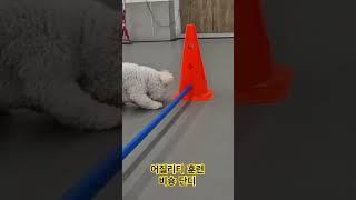 어질리티 수업하는 단디