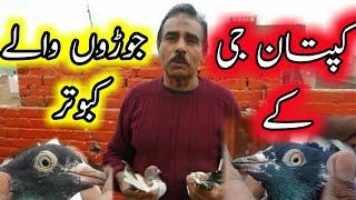 Kaptan Ji ke Best Breeder Kabutar || Kabootar For Sale || Pola G Pigeon Club