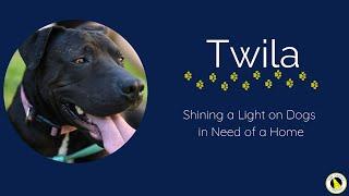 TWILA - NW Canine Coalition - Canine Rescue of the Week