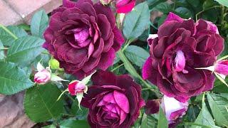 Розы. Великолепие второго цветения : 100 Idees Jardin, Inka, Burgundy Ice, The Alnwick Rose.