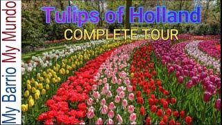 Tulips of Holland - Keukenhof garden, Netherlands and beyond - the full tulip tour and story