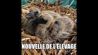 Nouvelle de l'élevage