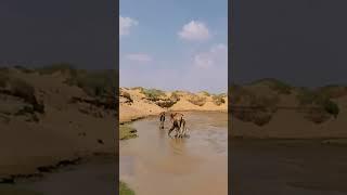 Oasis in the Desert
