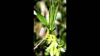 ОСМАРОНИЯ  OSMARONIA  cем. Розоцветные