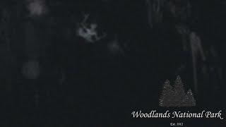 Miners in the 1850s Were Eaten Alive by These Creatures - Woodlands National Park-1975 Found Footage