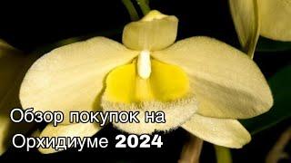 Обзор покупок на осеннем Орхидиуме 2024 || Мой хомяк доволен || Новинки орхидей в коллекции 