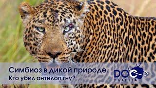 Симбиоз в дикой природе - Эпизод 1.Кто убил антилоп гну? - Документальный фильм