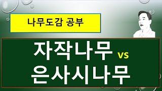 자작나무 vs 은사시나무 : 서로 다른 차이점