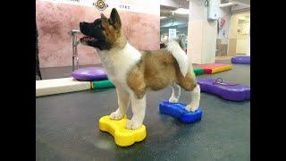 #AmericanAkita puppy training / Щенок американской акиты на занятии