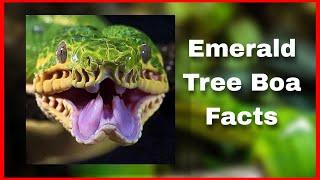 Emerald tree Boa facts