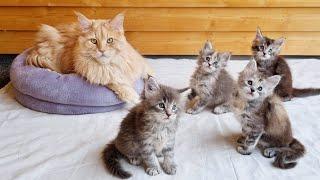 Big Maine Coon Meets Little Kittens!