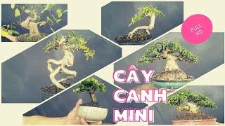 cây cảnh mini 300-400k