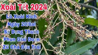 Xoài Tết 2024 Sử Dụng Thuốc Phun Giai Đoạn Zũ Chà Đậu Trái, Lô Xoài Kích 20/8al | VTK.CHANNEL