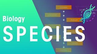 What Is A Species? | Evolution | Biology | FuseSchool