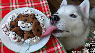 Hot Chocolate Cookies for Dogs  DIY Christmas Dog Treats