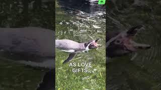 Penguins Are More Romantic Than You! 