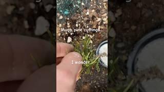 Seen a lot on old forums regarding mugo pine being very easy to propagate from cuttings… we will see