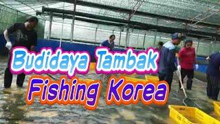 FISHING G TO G KOREA - Budidaya Tambak Ikan Kwango