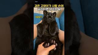 검은 고양이가 사람 손에 길러지면 생기는 일
