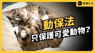 Taiwan's First: Cat Abuser Jailed! But is Taiwan's 'Animal Protection Law' Enough?｜shasha77