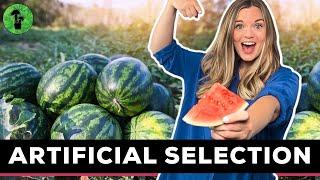 Artificial Selection & Selective Breeding