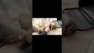 [Short] It's not daddy that Elle wants by her side. Elle video No.S355