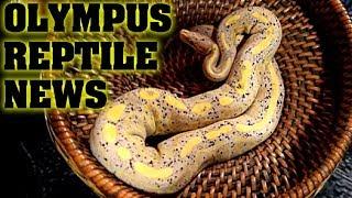Olympus reptile news, Reptiles, fashion, and a tarantula girl?