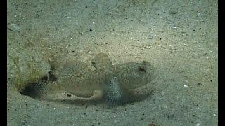 © Что можно увидеть под водой возле Одессы? // That can be seen under the water near Odessa?