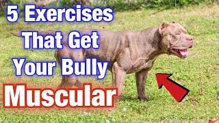 5 American Bully Exercise MUSCLE training tips that will get your dog SWOLE!!