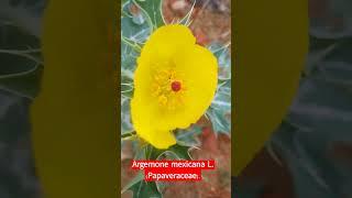 #Argemone mexican(papaveraceae)ytshorts#botany world