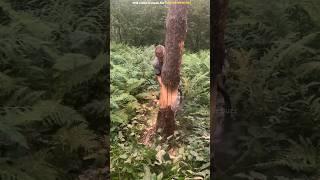 Tree Cutting Trick Used Abroad #shortsvideo