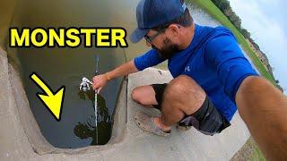 NOODLING for MONSTER LARGEMOUTH BASS?!