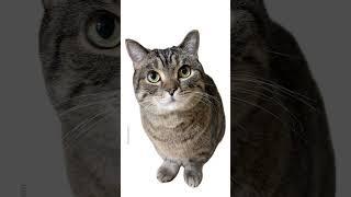 Share this with your friend for no reason #shorts #cat #funny