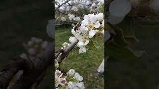 flowering pears