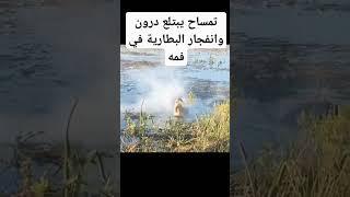 نهاية تمساح عملاق بعد ابتلاعه درون طائر