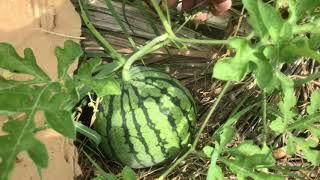 When You Should Or Shouldn’t Water Watermelon Vines