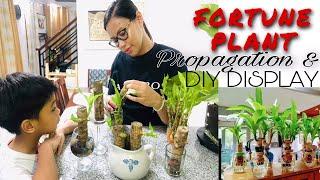 Propagating Fortune Plant with actual result | DIY Display Ideas | Dracaena Fragrans | ZYX Family