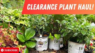 CLEARANCE PROVEN WINNERS PLANTS FROM LOWES | I GOT SOME GOOD STUFF!