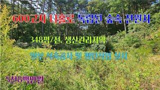 [평창부동산] 600고지 숲속 나홀로 독립된.. 348평/전,생산관리.. 주변 환경 좋고, 조용한 국유지 접한 청정지역 평창전원주택부지, 평창토지, 평창전원지 [평창공인중개사]